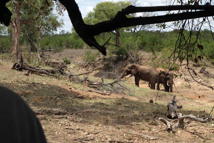 Slony v Afrike